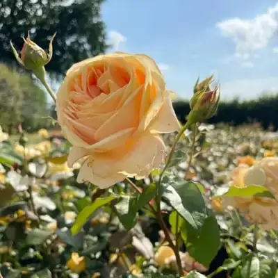 Роза КЕНДЛАЙТ чайно-гибридная в Борисове