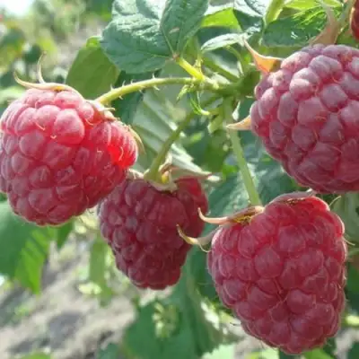 Малина БРУСИЛОВСКАЯ в Борисове