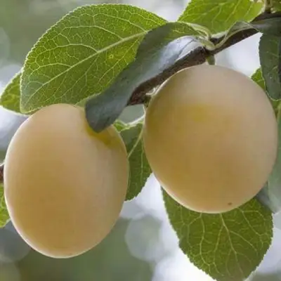 Слива УТРО в Борисове