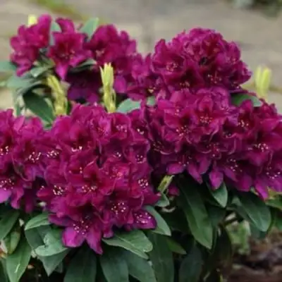 Рододендрон КАЛИ в Борисове