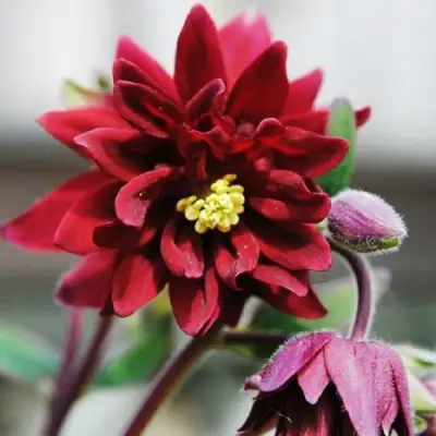 Аквилегия РУБИ ПОРТ обыкновенная в Борисове