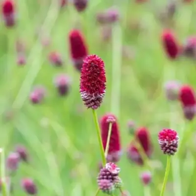 Кровохлебка БИТЛВИНГЗ в Борисове