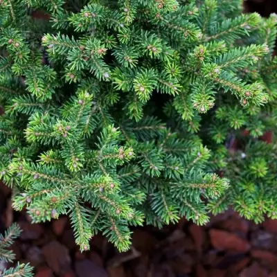 Ель ВИЛС ЦВЕРГ обыкновенная в Борисове