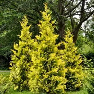Туя ГОЛДЕН БРАБАНТ западная в Борисове