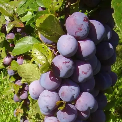 Слива НАГРАДА НЕМАНСКАЯ в Борисове