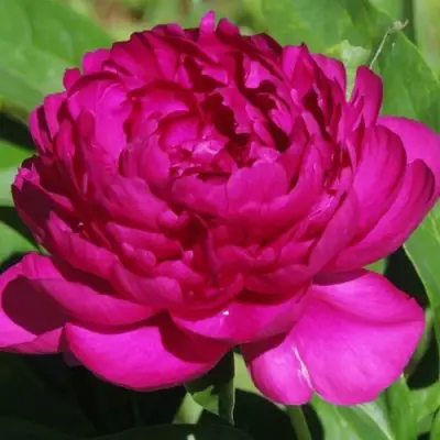Пион БАРХАТ НОЧИ травянистый в Борисове