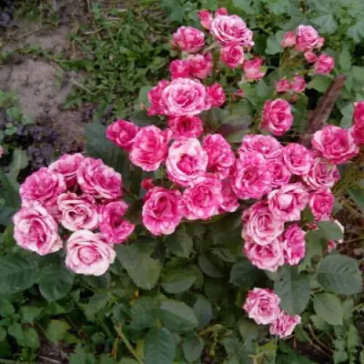 Роза ФЛЕШ ДАНС спрей в Борисове