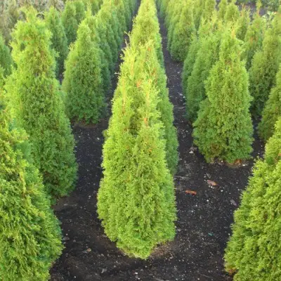 Туя САННИ СМАРАГД западная  в Борисове