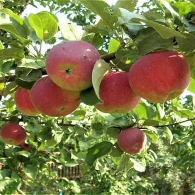 Яблоня ОРЛИК в Борисове