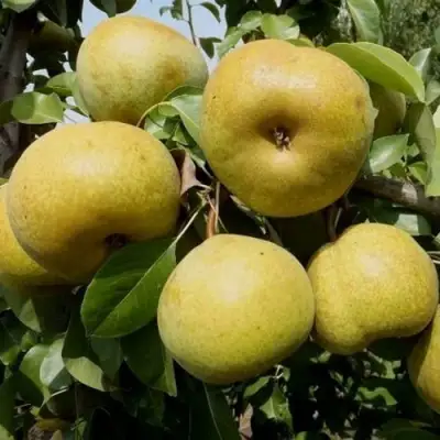 Груша ПЛАТОНОВСКАЯ в Борисове