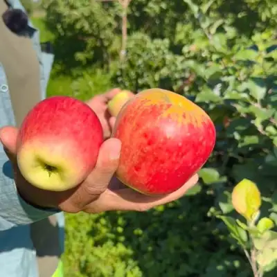 Яблоня БЛАГАЯ ВЕСТЬ в Борисове