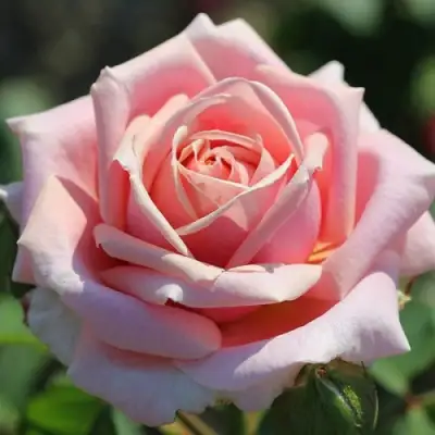 Роза ФРЕДЕРИК МИСТРАЛЬ чайно-гибридная в Борисове