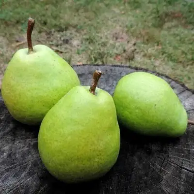 Груша БЕРЕ ЛЮКА в Борисове