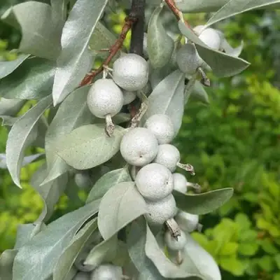 ЛОХ СЕРЕБРИСТЫЙ в Борисове