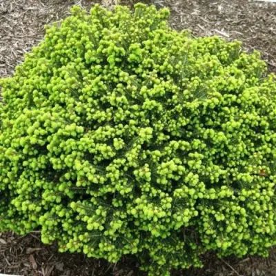 Ель ЛИТЛ ДЖЕМ обыкновенная в Борисове