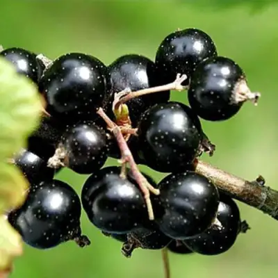 Смородина чёрная ЦЕРЕРА в Борисове