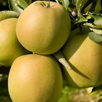 Яблоня МУТСУ в Борисове