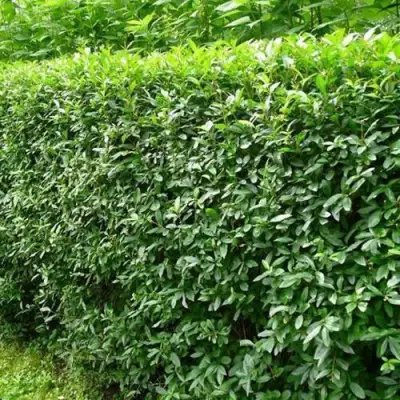 Бирючина обыкновенная в Борисове