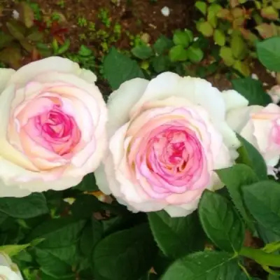 Роза ДОЛЬЧЕ ВИТА чайно-гибридная в Борисове