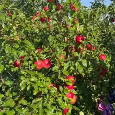 Яблоня САКАВИТА в Борисове