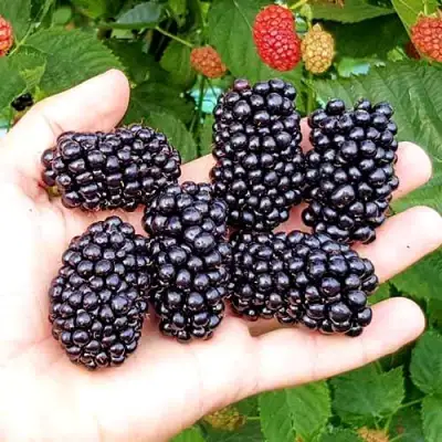 Ежевика ОУАЧИТА бесшипная  в Борисове