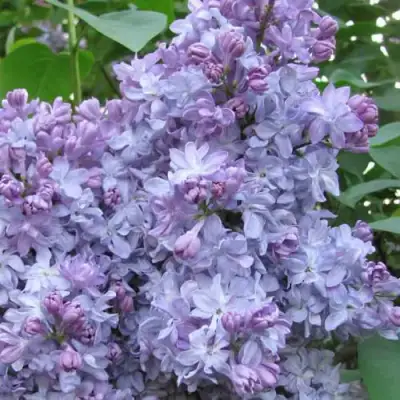 Сирень НЕБО МОСКВЫ в Борисове