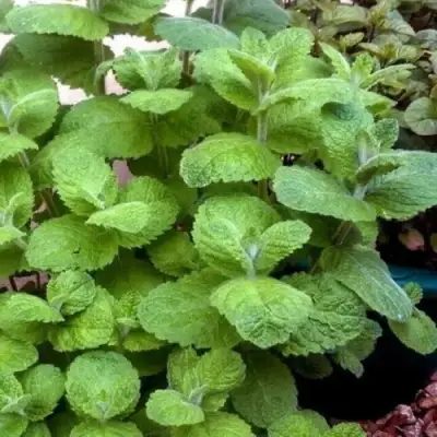 Мята яблочная в Борисове