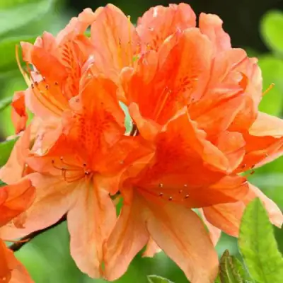 Азалия ГЕЙША ОРАНЖ японская в Борисове