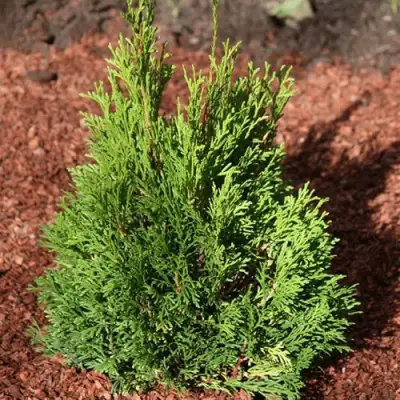 Туя МИКИ западная в Борисове