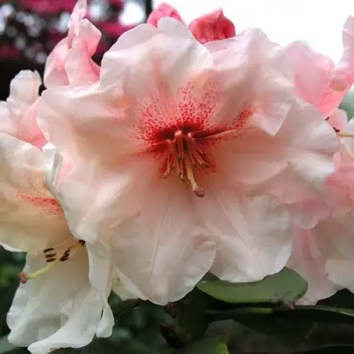 Рододендрон ХАНЯ	 в Борисове