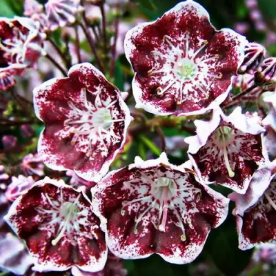 Кальмия БЛЕК ЛЕЙБЛ  в Борисове