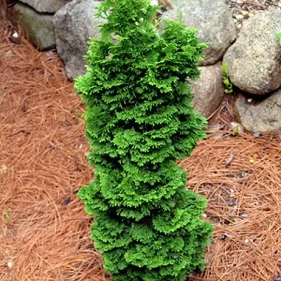 Туя СПИРАЛИС МИНИ западная в Борисове