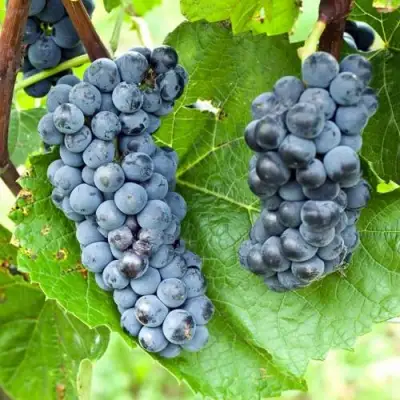 Виноград ВЭЛИАНТ в Борисове