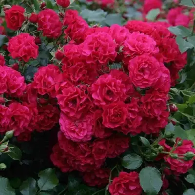 Роза РАДОСТЬ САДОВНИКА (ГАРТЕН ФРОЙДЕ) почвопокровная в Борисове