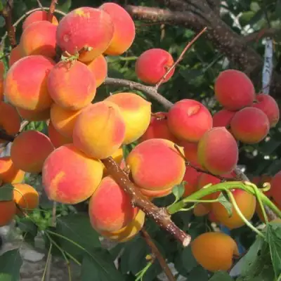 Абрикос РУБИН в Борисове