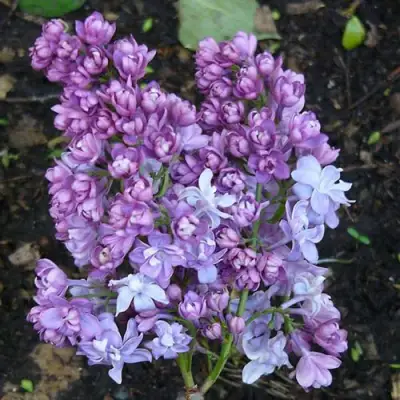 Сирень НАДЕЖДА в Борисове