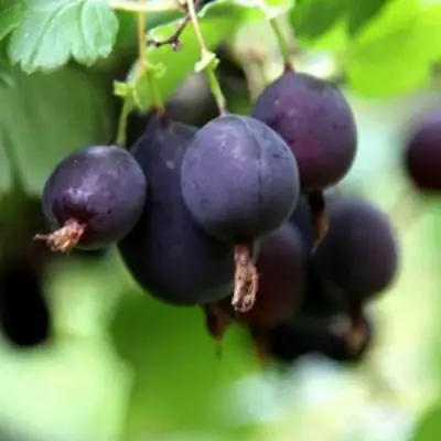 Крыжовник ЧЕРНОМОР в Борисове