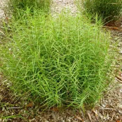 Осока ПАЛЬМОЛИСТНАЯ в Борисове