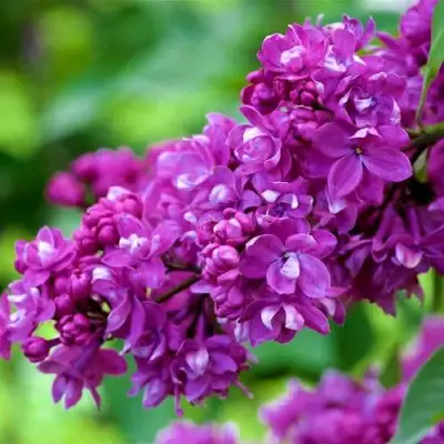 Сирень ОГНИ ДОНБАССА в Борисове