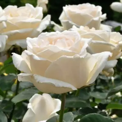 Роза БОИНГ чайно-гибридная в Борисове