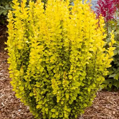 Барбарис ГОЛДЕН ТОРЧ тунберга в Борисове