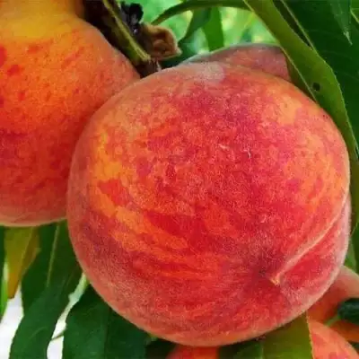 Персик ЗОЛОТОЙ ЮБИЛЕЙ в Борисове