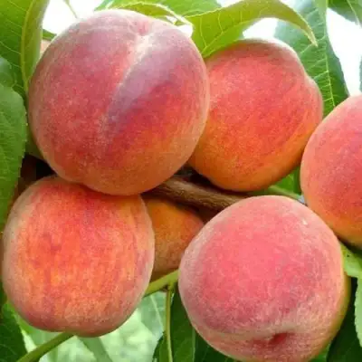 Персик ВАЙН ГОЛД Т3 в Борисове