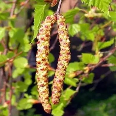 Береза бородавчатая в Борисове