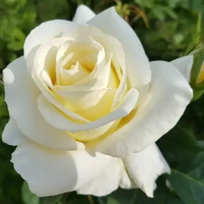 Роза МОНДИАЛЬ чайно-гибридная в Борисове