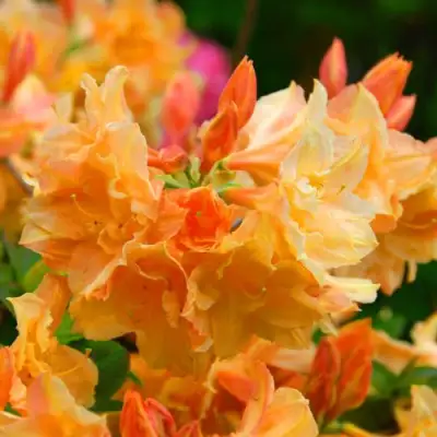 Азалия ЧАРДАШ листопадная в Борисове