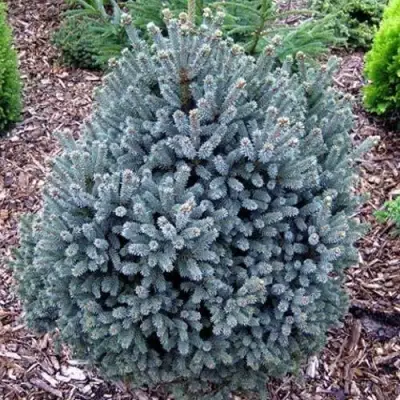 Ель НАНА сизая в Борисове