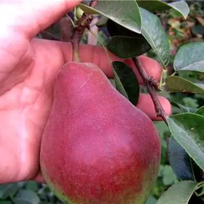 Груша РУМЯНАЯ КЕДРИНА в Борисове