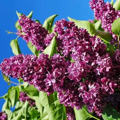 Сирень ЧАРЛЬЗ ДЖОЛИ в Борисове