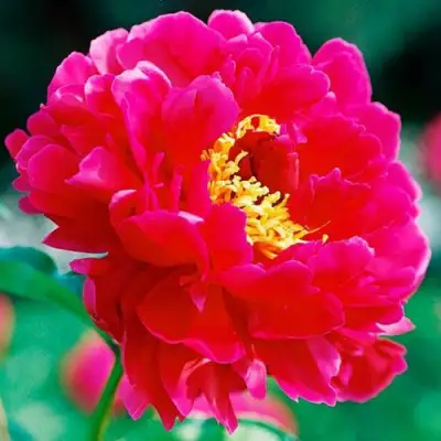 Пион ХРАБРЫЙ ВОИН травянистый в Борисове